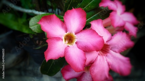 Adenium flower is blooming on a blurred background