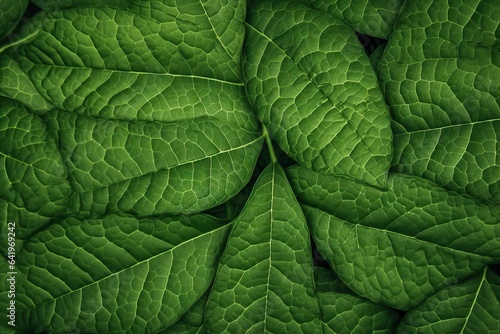 nature closeup background colours summer tiny green beautiful Leaf woo background pattern leaf greenery Green plant texture leaf clean bright foliage natural leaf fresh texture texture spring light