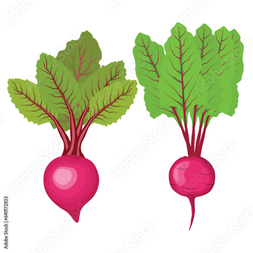 Vector illustration single and set of beetroot in cartoon flat style. Whole, cut, sliced of organic healty beet vegetable farmer product. Set of beet in different forms isolated on white background.