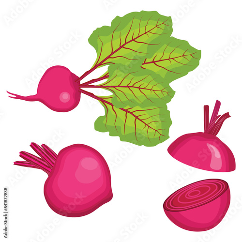 Vector illustration single and set of beetroot in cartoon flat style. Whole, cut, sliced of organic healty beet vegetable farmer product. Set of beet in different forms isolated on white background.