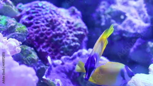 Foxface swimming between anemones and rocks undersea. Fish swimming. Siganus vulpinus. photo