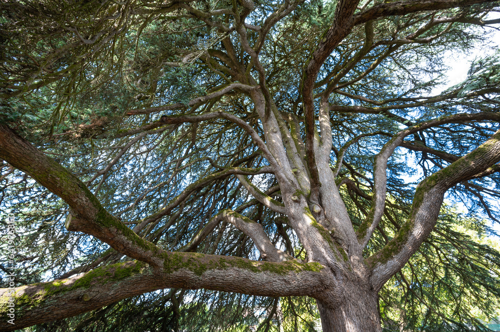 Fototapeta premium Magnificent Old Lebanon Cedar, Celles sur Belle, Deux Sevres, France, High quality photo