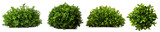 Set of Bush, Dwarf trees, ornamental trees, shrubs., Siamese rough bush, pruning tree for garden decoration. . Isolated on transparent background