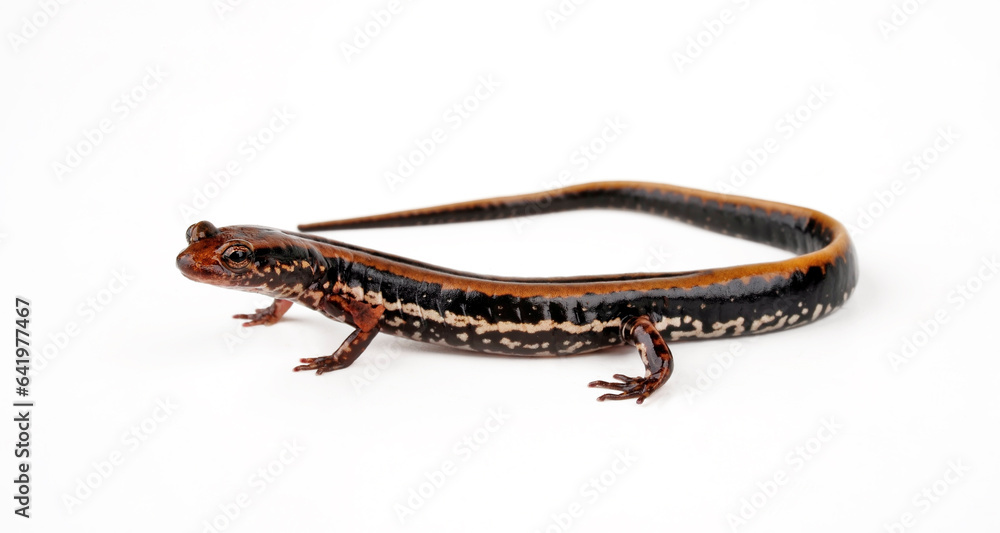 Dreistreifensalamander // Three-lined salamander (Eurycea guttolineata) Dreistreifensalamander // Three-lined salamander (Eurycea guttolineata)