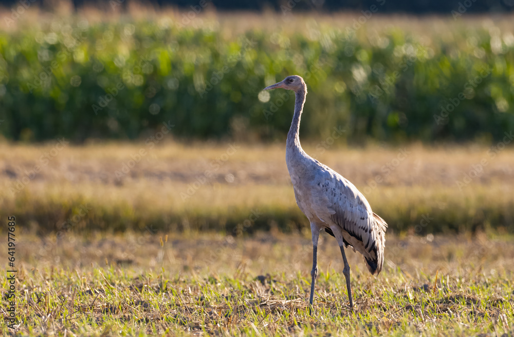 Single Crane(Grus grus) in summertime field Single Crane(Grus grus) in summertime field