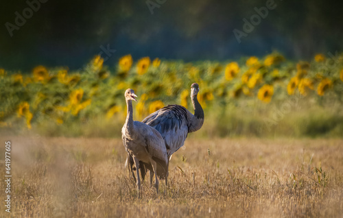  Cranes Grus grus  family in summertime sunset light