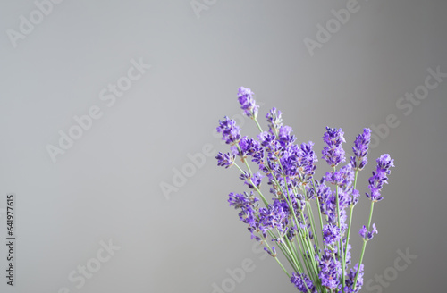 lavender flowers on background  gray wall