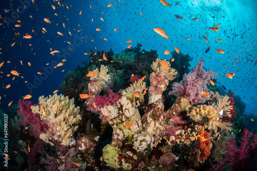 Colourful soft corals in the southern Red Sea  Egypt