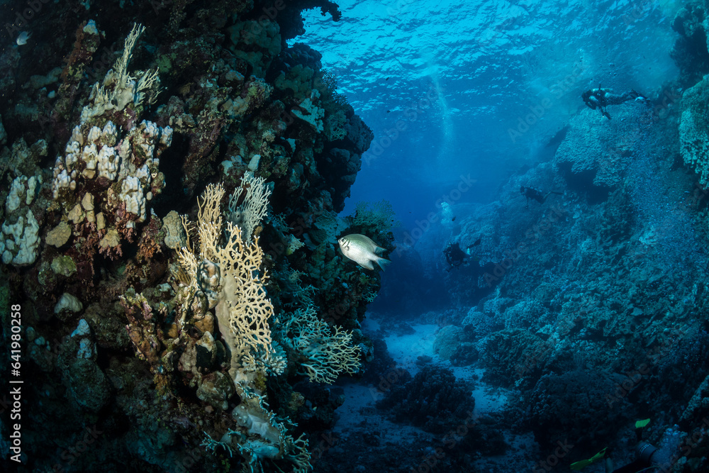 Corals in the southern Red Sea, Egypt