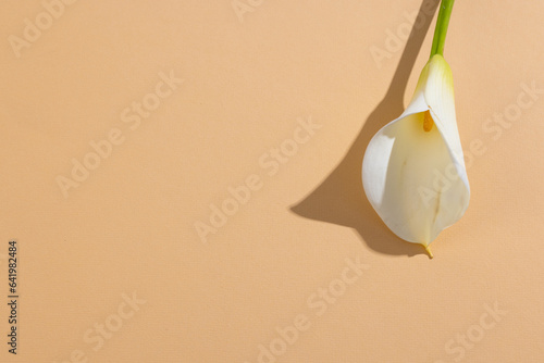 White kalia flower and copy space on orange background photo