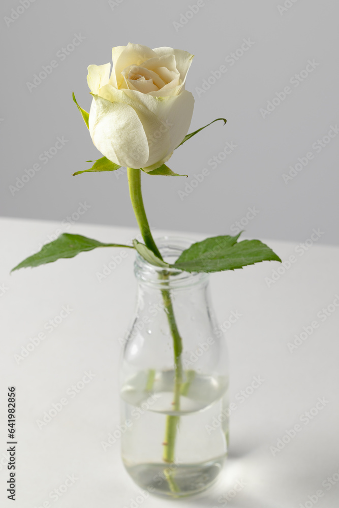 Fototapeta premium Vertical image of white rose flower in glass vase and copy space on white background