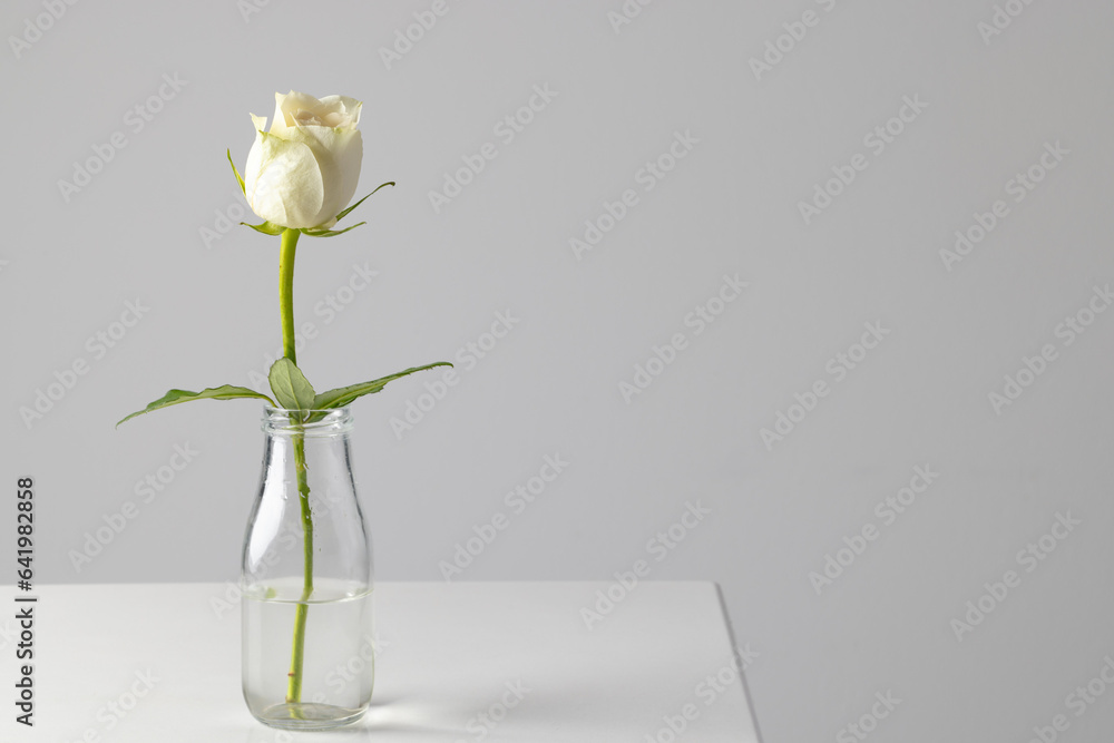 Obraz premium White rose flower in glass vase and copy space on white background