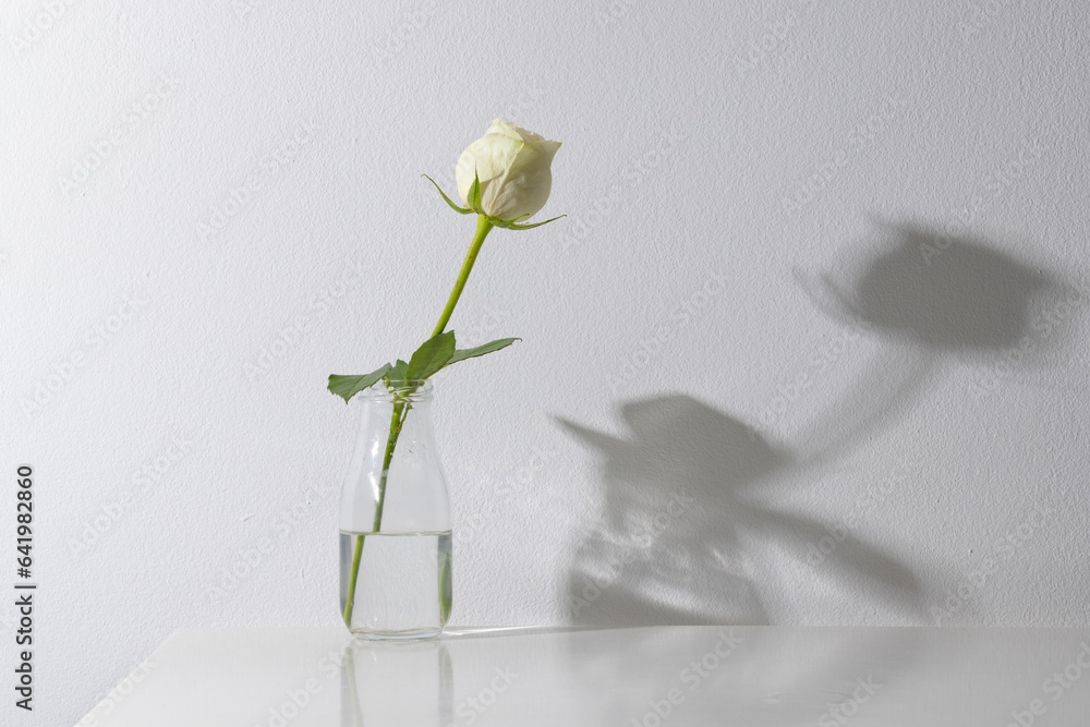 Fototapeta premium White rose flower in glass vase and copy space on white background