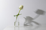 White rose flower in glass vase and copy space on white background