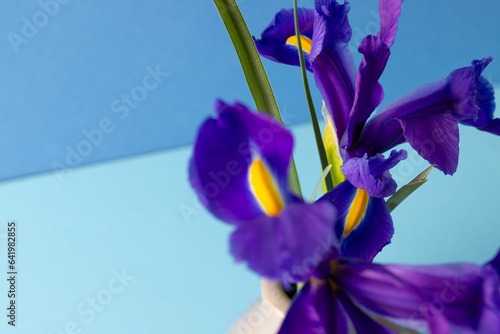 Purple flowers in vase and copy space on blue background