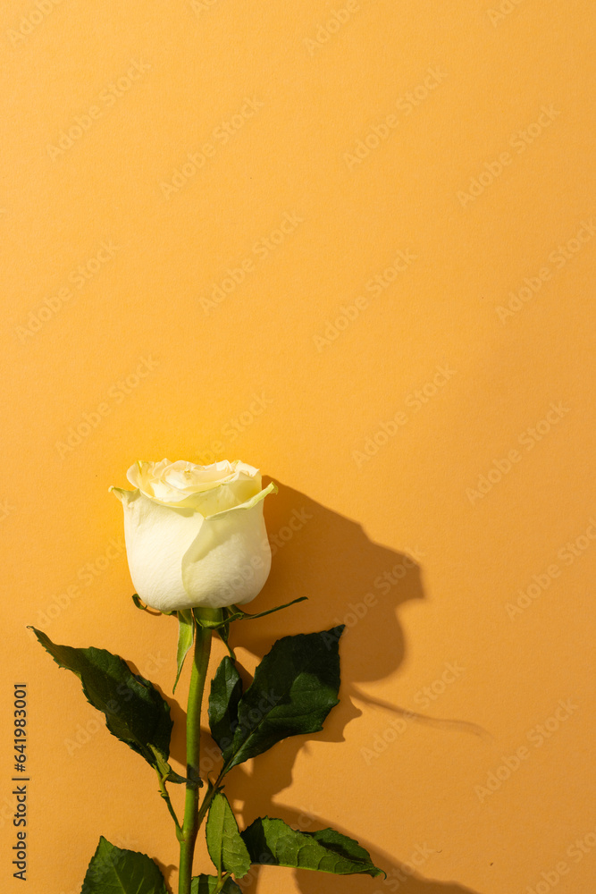 Obraz premium Vertical image of white rose flower and copy space on orange background