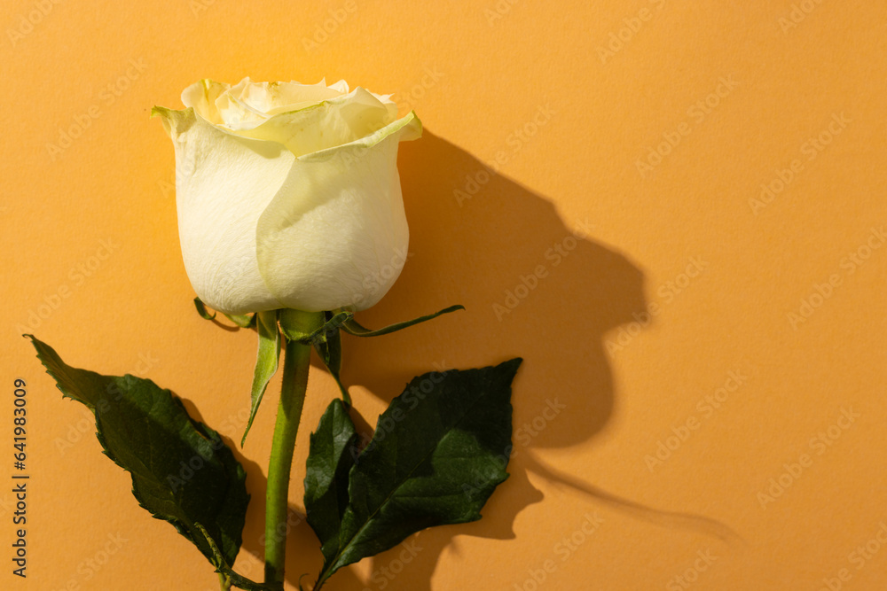 Fototapeta premium White rose flower and copy space on orange background