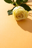 Vertical image of white rose flower and copy space on orange background