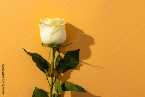 White rose flower and copy space on orange background