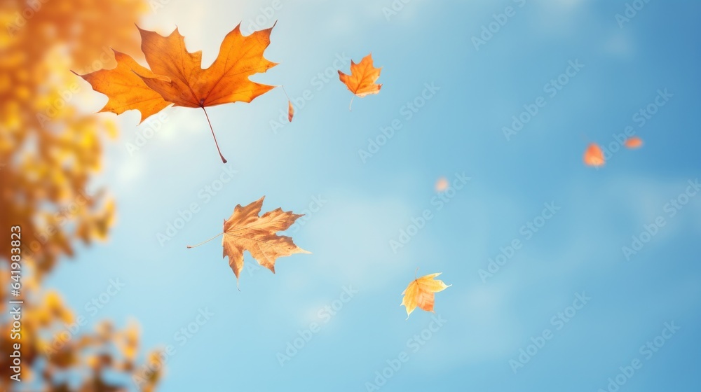 Fallen leaves falling from trees background sky. Falling autumn beech leaves against clear blue sky.