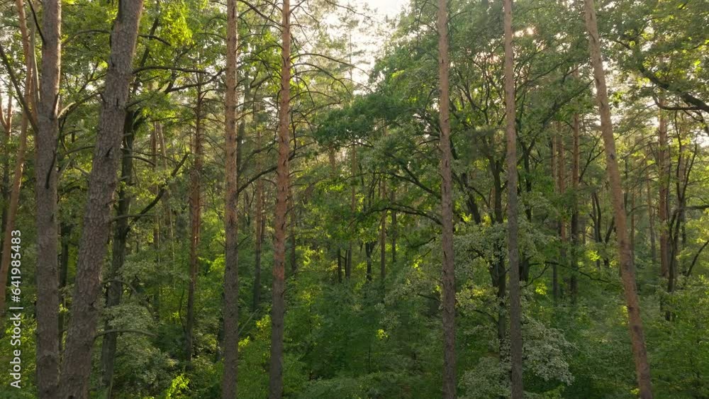 Green forest grass tre wood jungle sunset view aerial background footage Green forest grass tre wood jungle sunset view aerial background footage