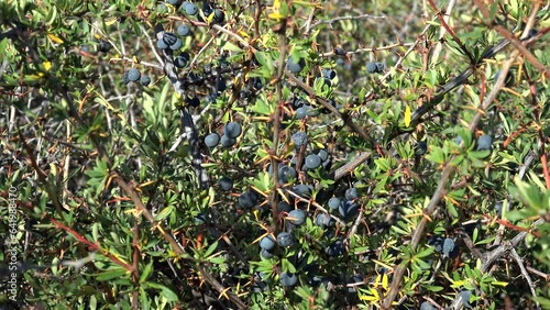 Calafate (Berberis microphylla) shrub with dark blue berries.  El Calafate, Santa Cruz, Patagonia, Argentina photo