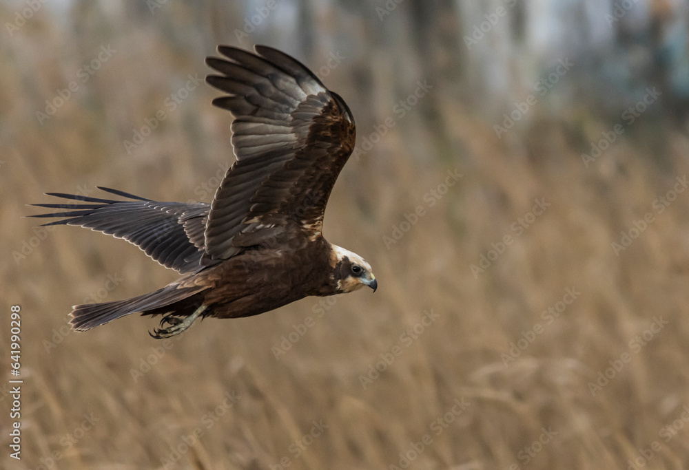 The marsh harrier is a medium-sized raptor with a rather stylized appearance, although it is certainly more robust than the other harriers present in our fauna, which it also exceeds in size. The marsh harrier is a medium-sized raptor with a rather stylized appearance, although it is certainly more robust than the other harriers present in our fauna, which it also exceeds in size.
