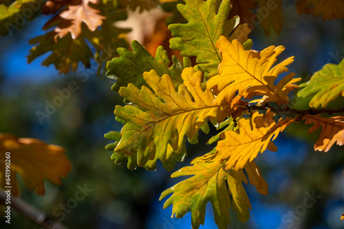 Last autumn oak leaves on a branch.