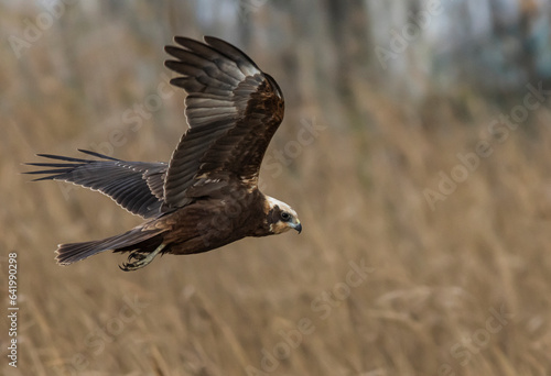 The marsh harrier is a medium-sized raptor with a rather stylized appearance, although it is certainly more robust than the other harriers present in our fauna, which it also exceeds in size. photo