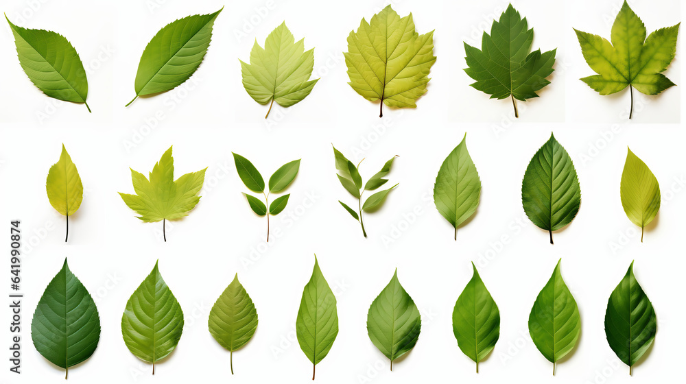 leaves, leaves set. Green flat icon. vector, Isolated on white