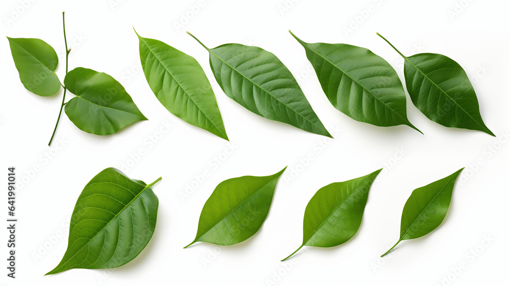 leaves, leaves set. Green flat icon. vector, Isolated on white leaves, leaves set. Green flat icon. vector, Isolated on white