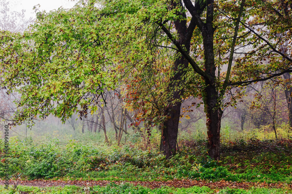 urban park in autumn. misty weather. trees in green foliage
