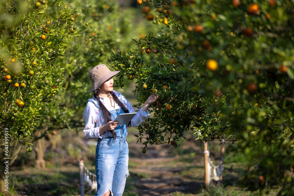 Worker plantation checking quality tangerines before harvest. Worker harvesting product oranges. Worker picking oranges from orange tree. Oranges and green leaves on plants that grow in the garden.