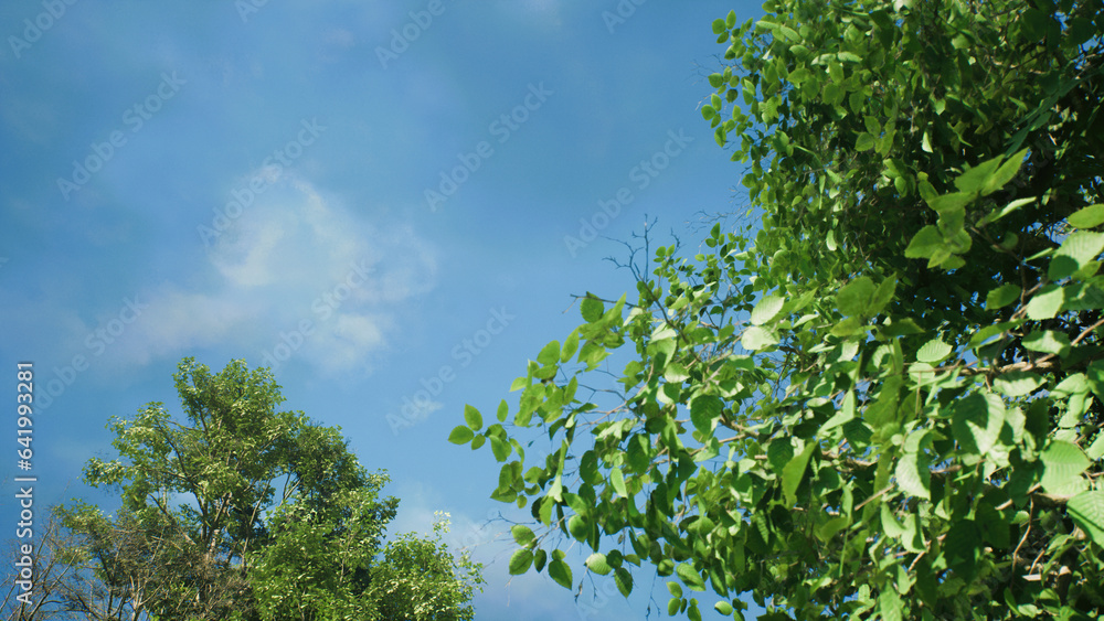 Obraz premium 青空と白い雲と緑の木立その二