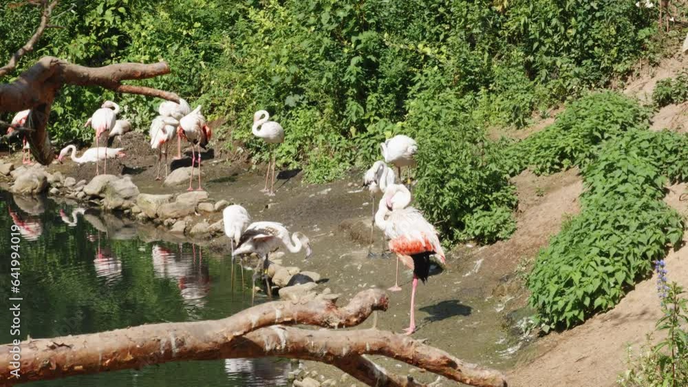 A flock of flamingos stands by the pond's edge. Static medium shot. A flock of flamingos stands by the pond's edge. Static medium shot.