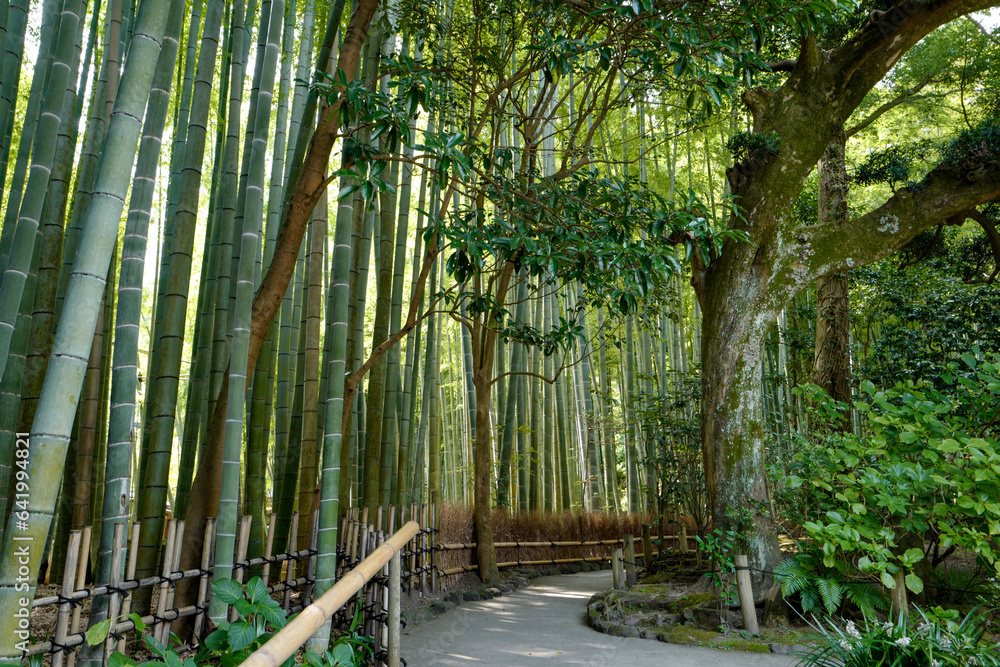 Naklejka premium 報国寺の竹林3
