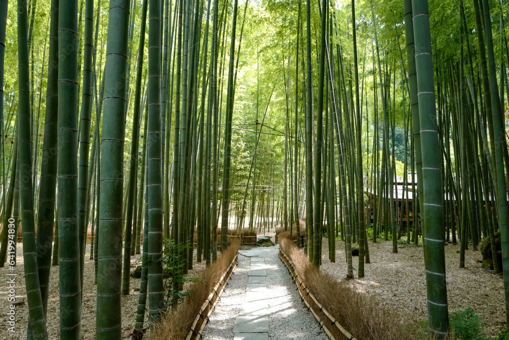 Obraz premium 報国寺の竹林1