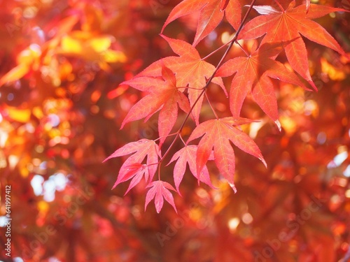 紅葉 赤く色づいたモミジの葉