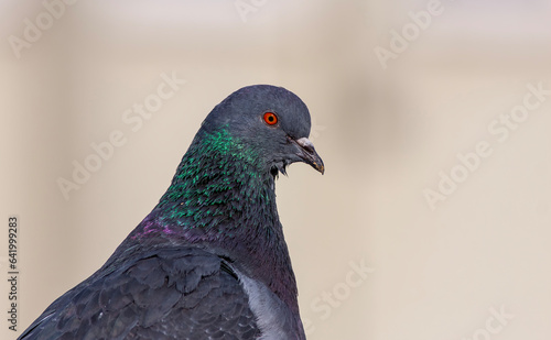 Portrait of rock pigeon looking curiously