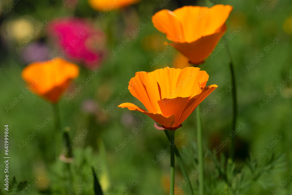 Naklejka premium Orange flowers of a California poppy or golden poppy (eschscholzia californica)