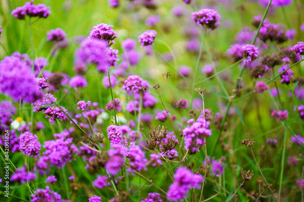 Lavender fields blooming under the cloudy sky of the rainy season. Lavender fields blooming under the cloudy sky of the rainy season.