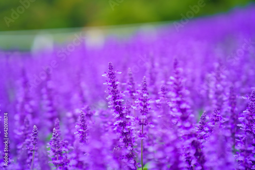 Lavender fields blooming under the cloudy sky of the rainy season.