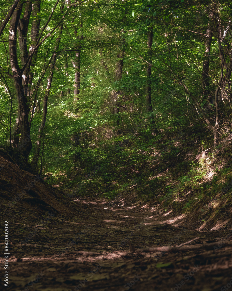 Obraz premium path in the middle of the forest with sunbeams coming through the trees