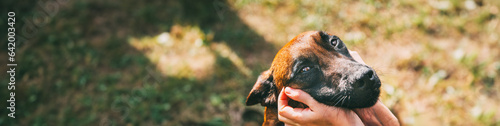 Man Stroking Malinois Dog In Summer Day. Belgian Sheepdog Or Shepherd, Belgium, Chien De Berger Belge Dog. Friendship Between Dog And Human. Panorama, Panoramic View Shot Scene Copy Space photo