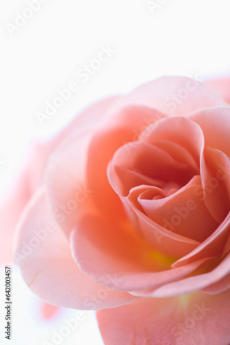 Extreme close up of a pink rose

