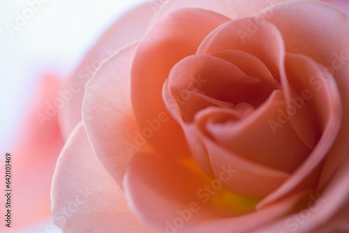 Extreme close up of a pink rose
