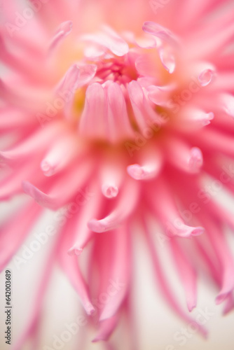 Extreme close up of a pink dahlia
