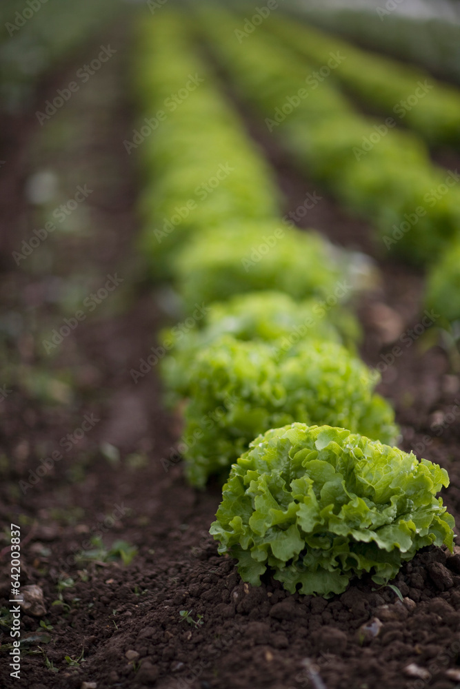 Rows of lettuce in greenhouse
Rows of lettuce in greenhouse