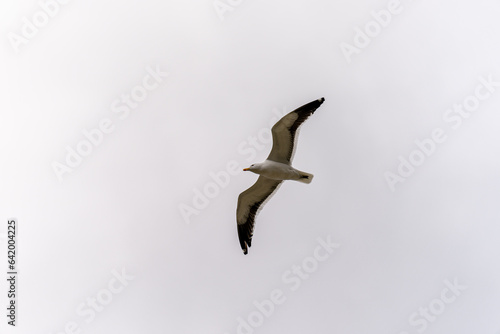 Flying seagull under an overcast sky.