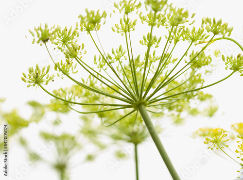 Close up of fennel flower
